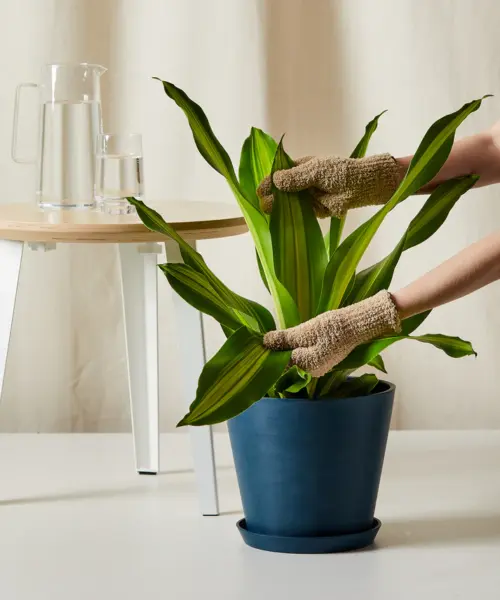 Dracaena Golden Heart